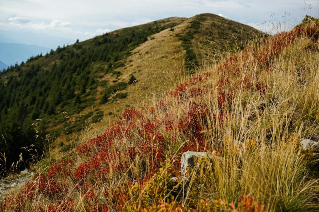 Serene mountain view with autumn-colored grass and shrubs, highlighting the beauty of nature.